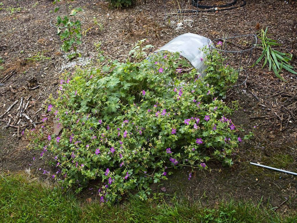 shrub with small, purple flowers, green stems, and green leaves