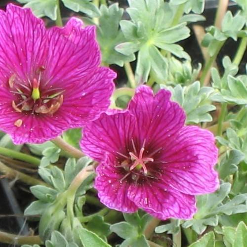 deep-pink, saucer-shaped flowers with shocking-pink veins, pink, star-like stamens, and fleshy green leaves and stems