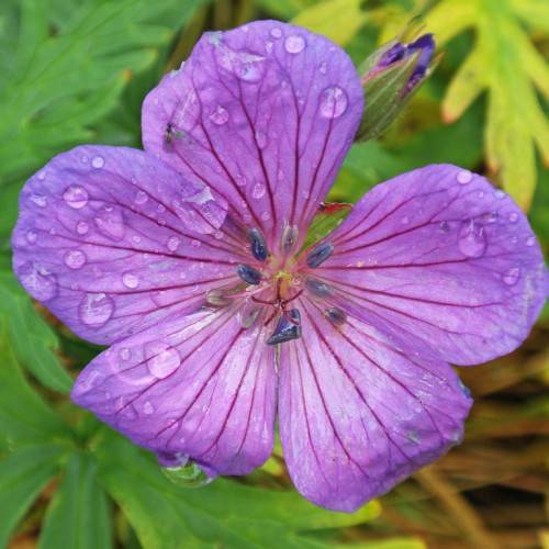 purple flower with five petals, magenta veins, and star-like, magenta stamens