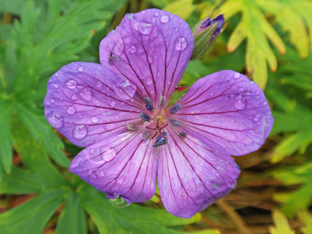 purple flower with five petals, magenta veins, and star-like, magenta stamens