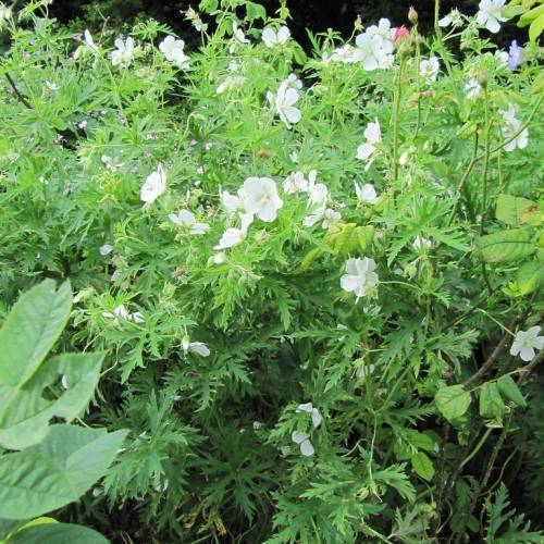 white flowers, green stems and toothed green leaves