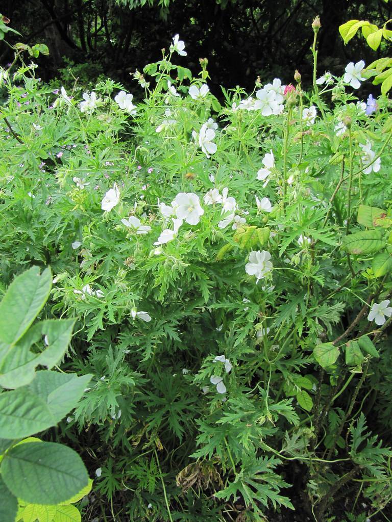 white flowers, green stems and toothed green leaves