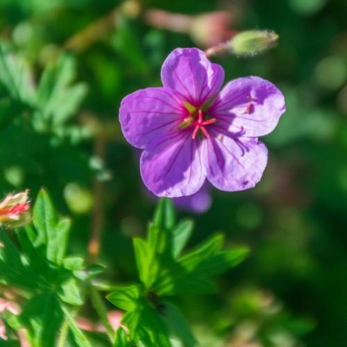 Lavander-pink flower, pink stigma, green leaves, stems and light-green bud