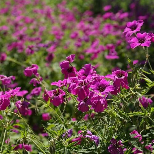 magenta Flower with dark-purple stamen, olive-green buds, green leaves, yellow-green stems