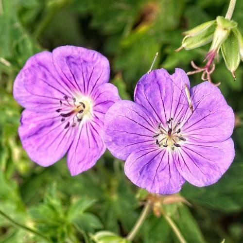 purple, salverform flowers with dark purple veins and stamens