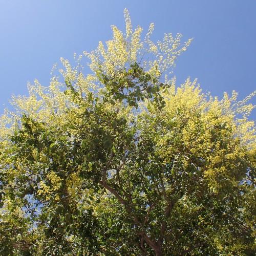 A tree with brown trunk, various brown branches that are full of dark-green leaves and yellow flowers.