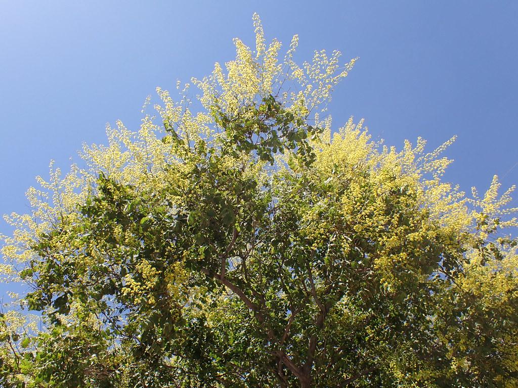 A tree with brown trunk, various brown branches that are full of dark-green leaves and yellow flowers. 