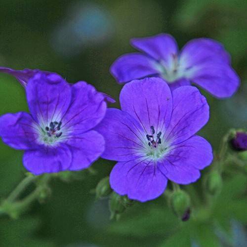 purple-blue flowers with five petals, white and blue stamens, green buds, and stems