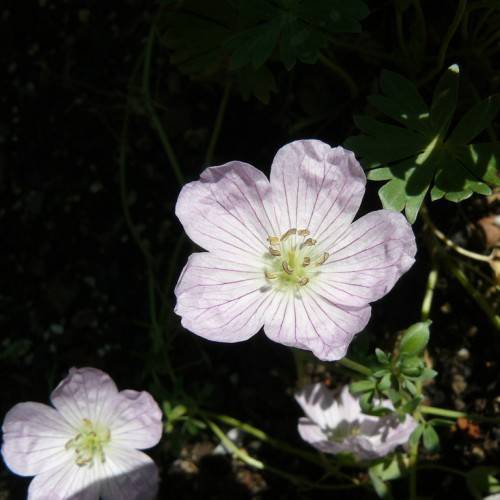 white flower with five petals, light purple veins and anthers, green sepals and stems
