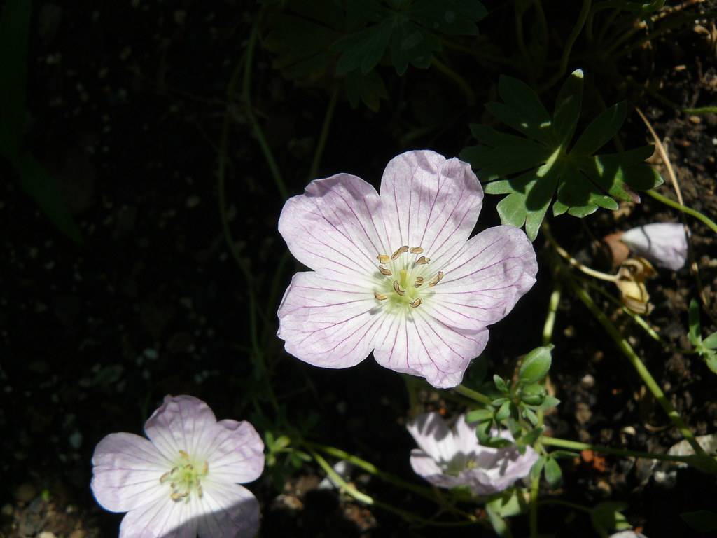 white flower with five petals, light purple veins and anthers, green sepals and stems