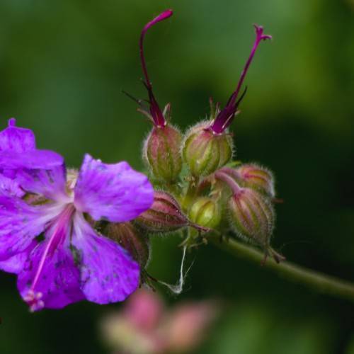 purple flower with long, violet stamens and greenish-purple buds on green stem