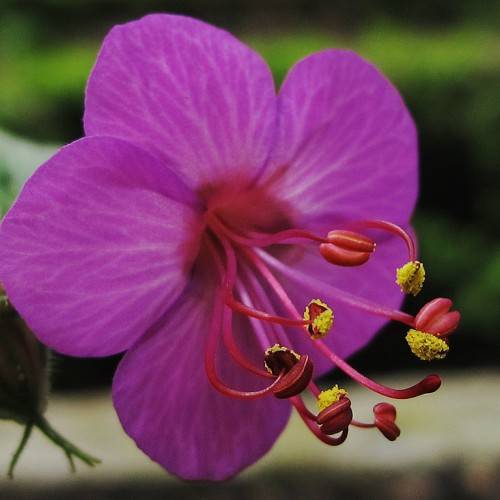 salverform purple-colored flower with burgundy filaments and yellow anthers