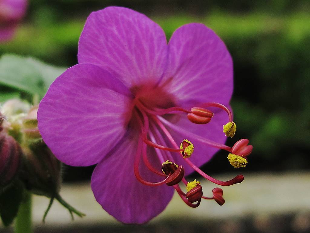 salverform purple-colored flower with burgundy filaments and yellow anthers