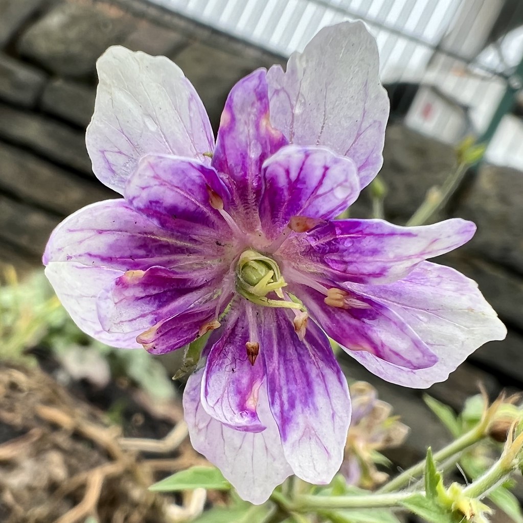 white and purple bicolored flower with creamy-green stamens