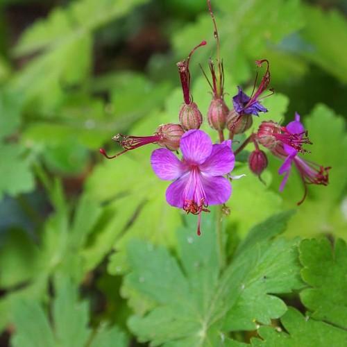 Purple-pink flowers with burgundy anthers, pink filaments, burgundy petioles, green leaves and lime stems