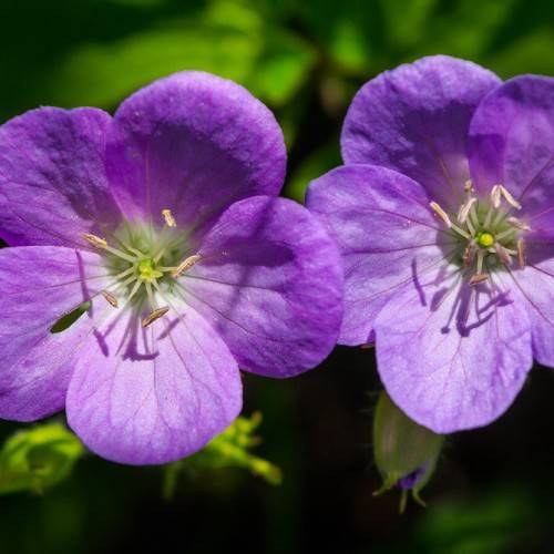 purple, salverform flowers with yellow and white stamens