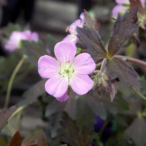 Light-pink flower with light-brown anthers, light-green filaments, light-brown pistil, brown leaves, maroon buds and stems