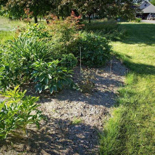 shrubs with green leaves growing in the garden