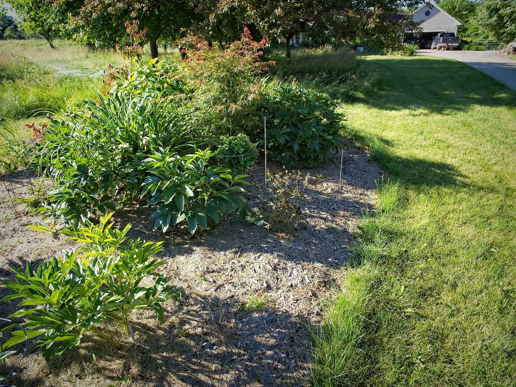 shrubs with green leaves growing in the garden 