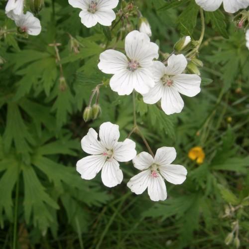 White flowers with lavander anthers, pink stigma, white ovary, green leaves, maroon petiole, lime-green buds and stems.