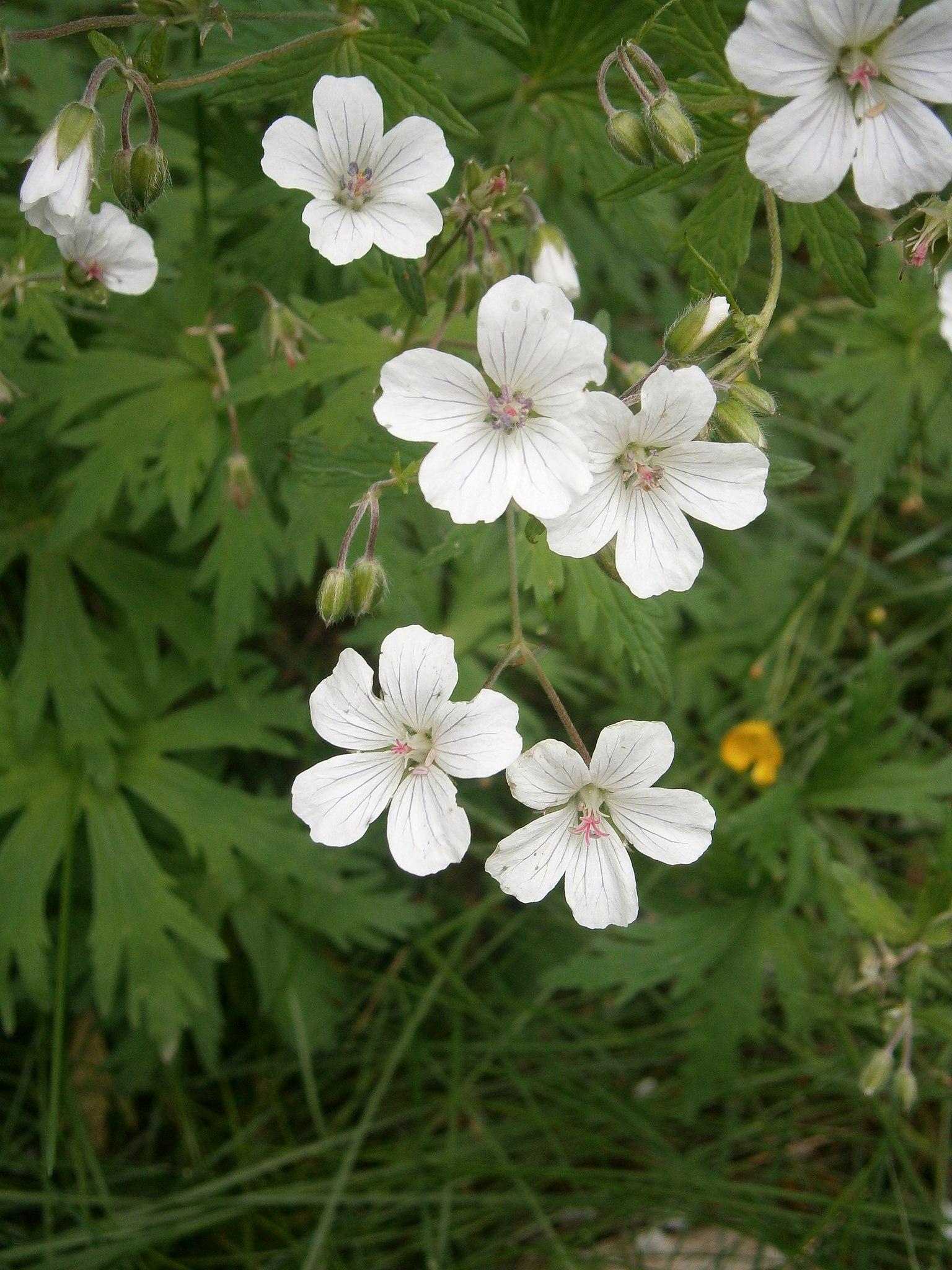 White flowers with lavander anthers, pink stigma, white ovary, green leaves, maroon petiole, lime-green buds and stems.