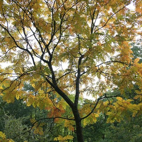 lime-orange leaves on dark-brown branches and trunk