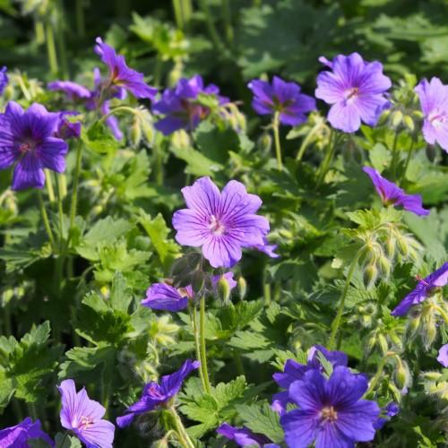 Violet flowers with white center, burgundy anthers, pink filaments, line-green buds, green leaves and stems.