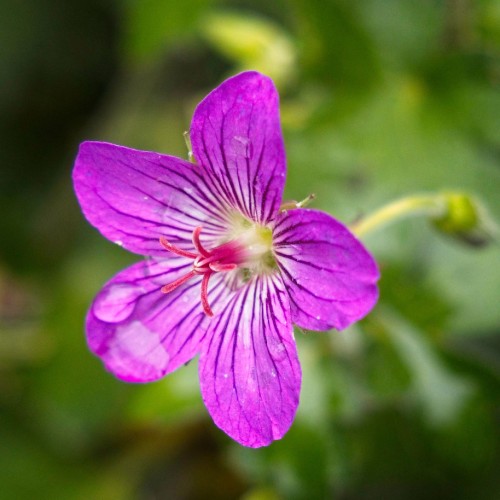 Purple flower with lime-white center, green sepals, lime stem, lime-green buds, Magenta-white style and filaments, white-pink stigma and anthers.