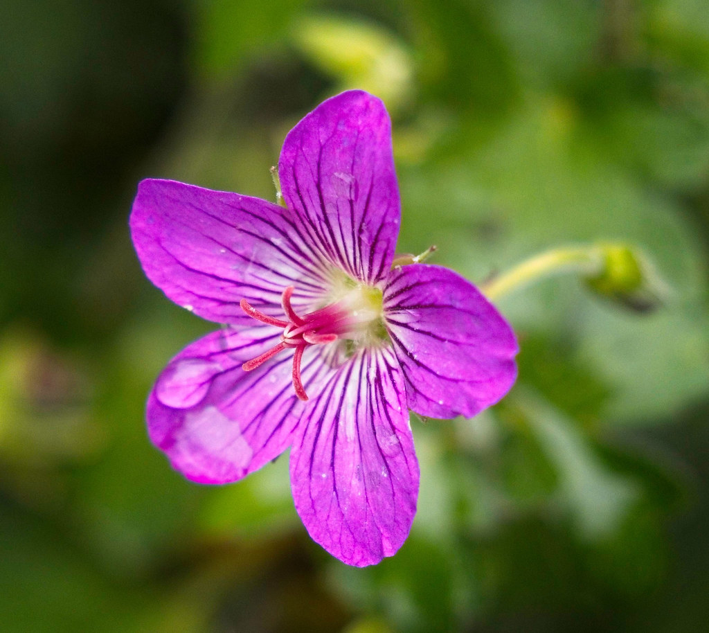 purple flower with violet veins, and  dark pink stamens 