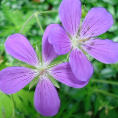 light purple flower with five petals and white stamens