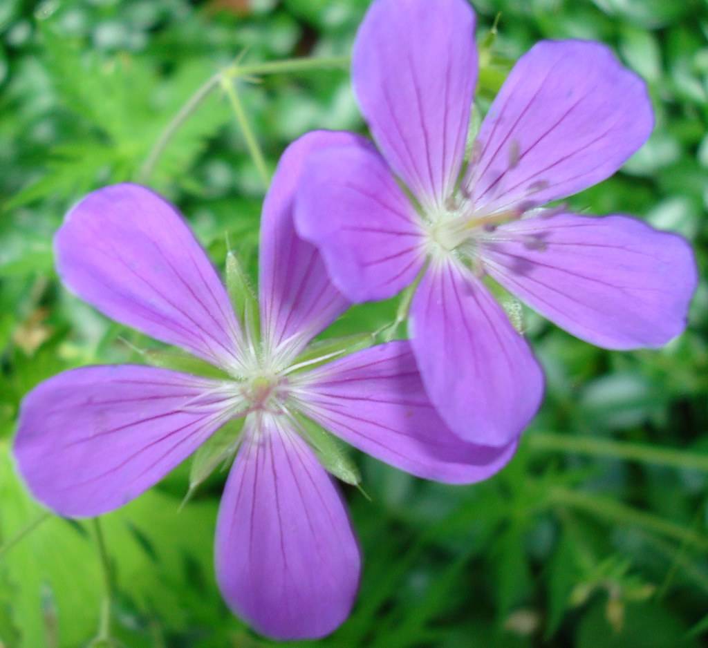 light purple flower with five petals and white stamens