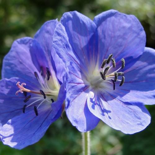 blue flower with white center, black anthers, white filaments, pink pistil and yellow-green stem