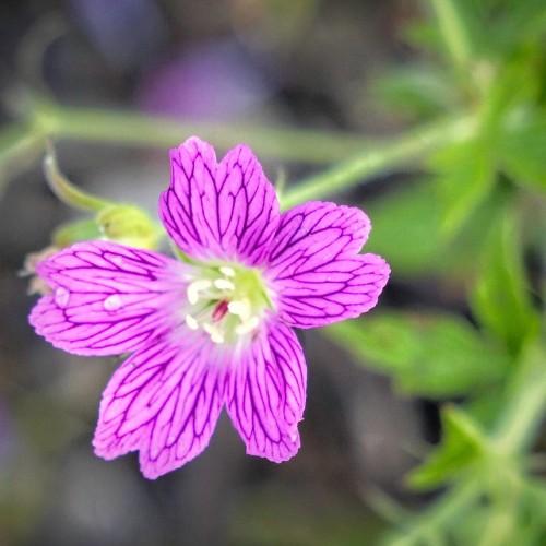 Lavender Flower with white anthers, burgundy stigma and green leaves.