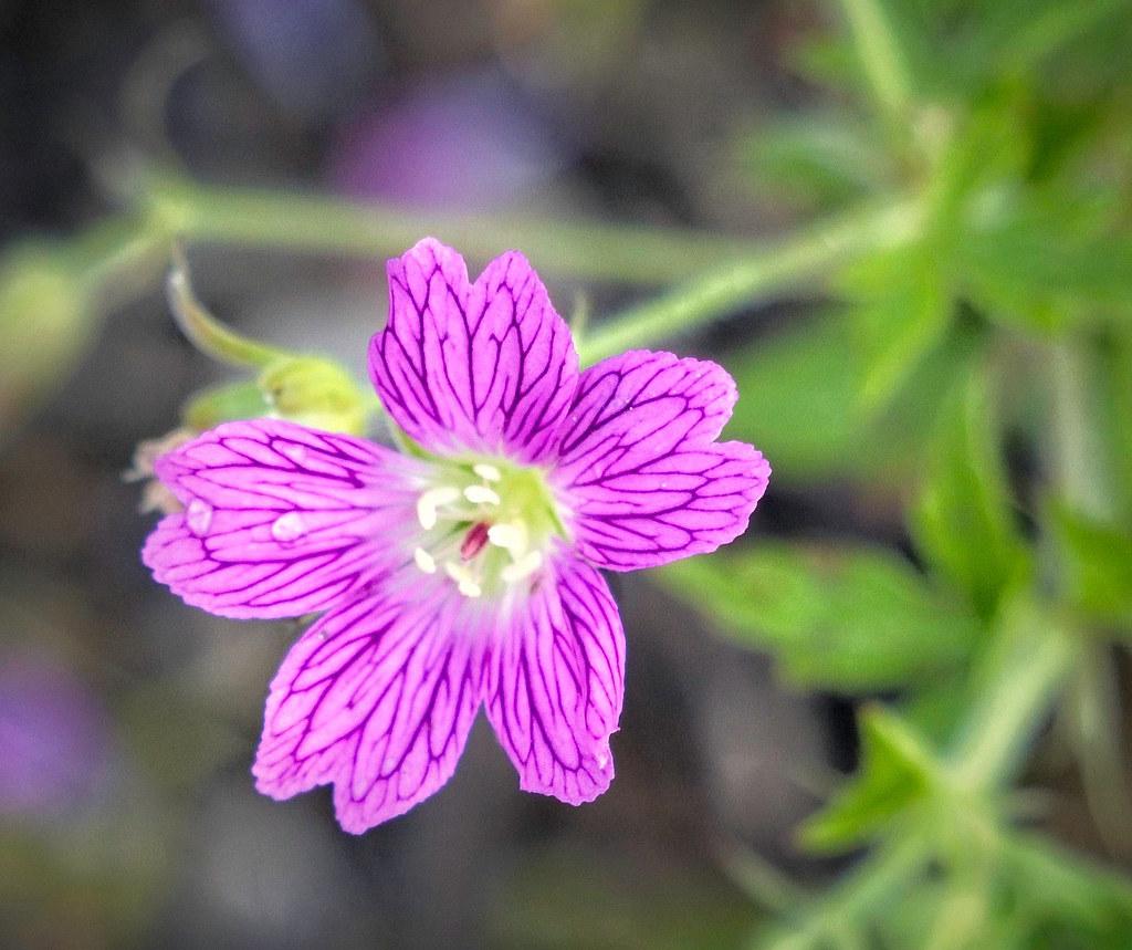 Lavender Flower with white anthers, burgundy stigma and green leaves.