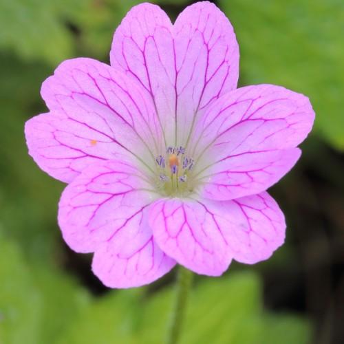 Pink flowers with violet-blue anthers, orange stigma, green stems and leaves.
