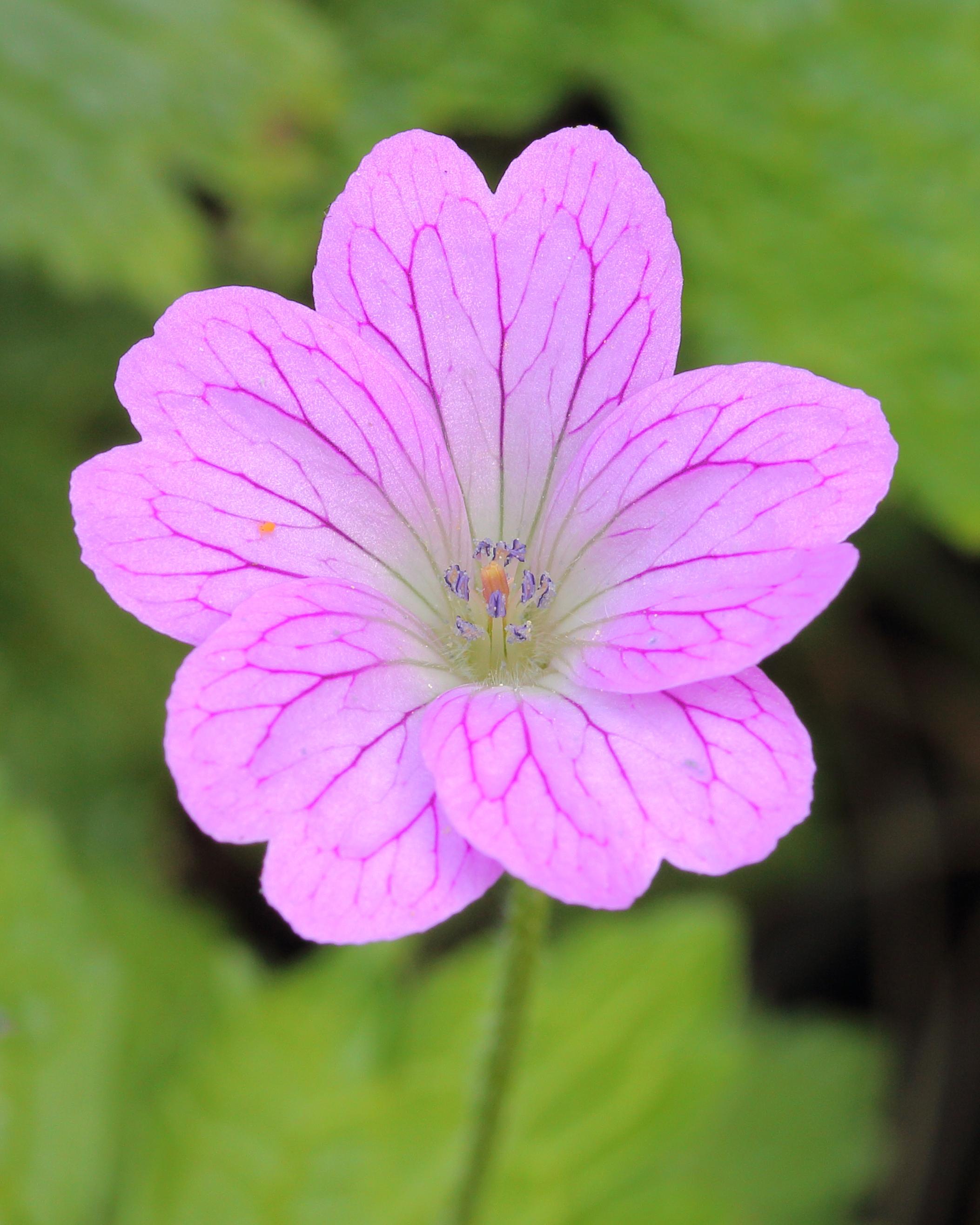 Pink flowers with violet-blue anthers, orange stigma, green stems and leaves.