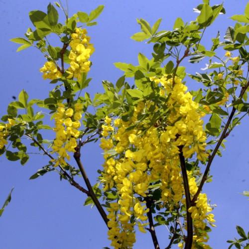 green leaves and yellow flowers on dark-brown branches
