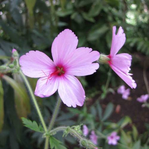baby pink flowers with dark pink, sta-like stigmas and hairy green stems