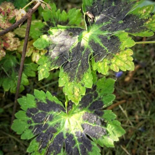 palmate-shaped, green to black bicolored leaves with green midribs and toothed margins