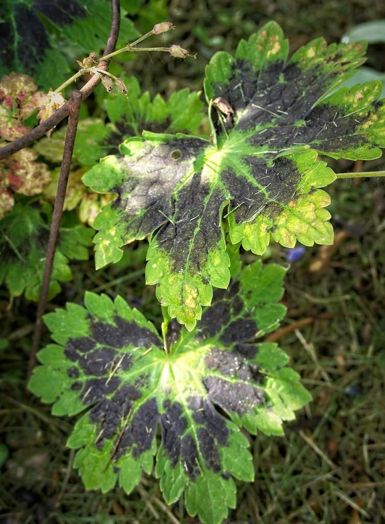 palmate-shaped, green to black bicolored leaves with green midribs and toothed margins 