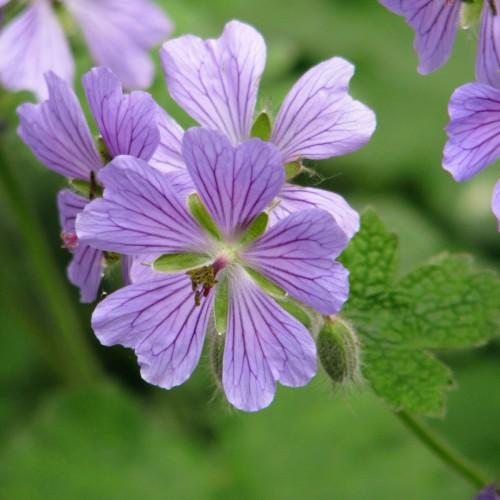 Lavander flowers wth dark-green anthers, purple style, white ovary, green leaves and stems