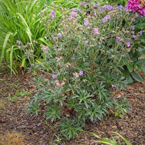 bush with pink-purple flowers, green stems, and green spiky leaves