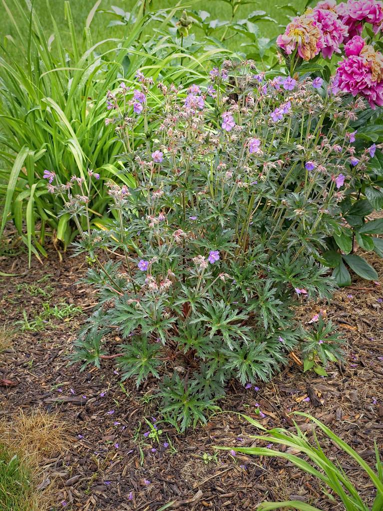 bush with pink-purple flowers, green stems, and green spiky leaves