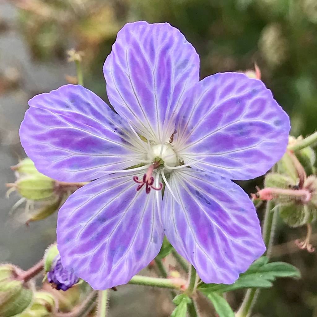 purple-blue flower with white veins and stamens and saucer-like shape
