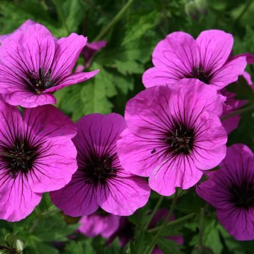 Pink flower with black center, black anthers and green leaves and stems.