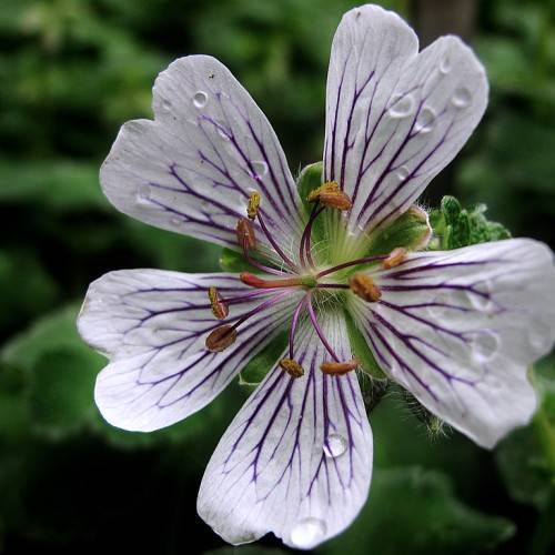white-colored flower with violet veins, orange-green stigma, and violet filaments