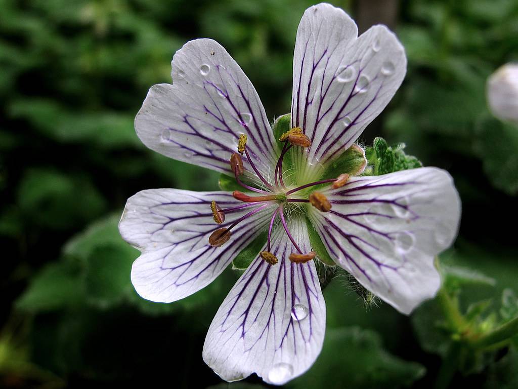 white-colored flower with violet veins, orange-green stigma, and violet filaments