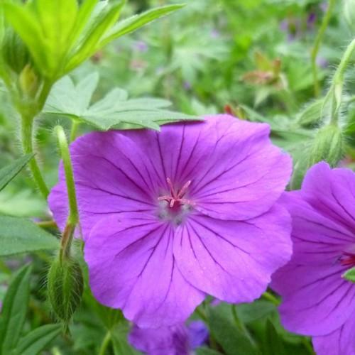 Lavender flower wtith pink stigma, burgundy anthers. green buds, green leaves and stems.