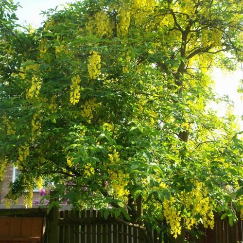 A tree with dark-brown trunk, merging into multiple dark-brown branches that are filled with dark-green leaves and yellow flowers