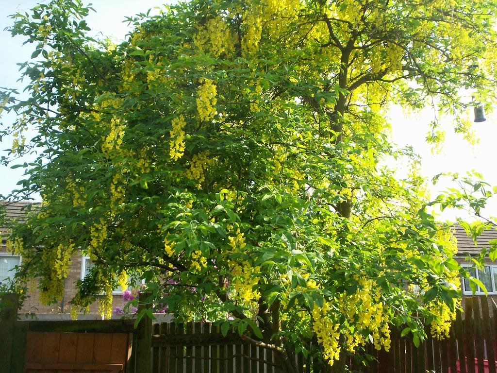 A tree with dark-brown trunk, merging into multiple dark-brown branches that are filled with  dark-green leaves and yellow flowers